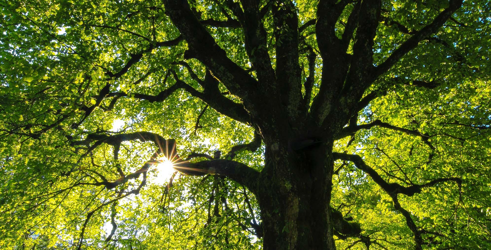 A photo taken from beneath a tree looking up at its branches with the sun shining through the leaves.